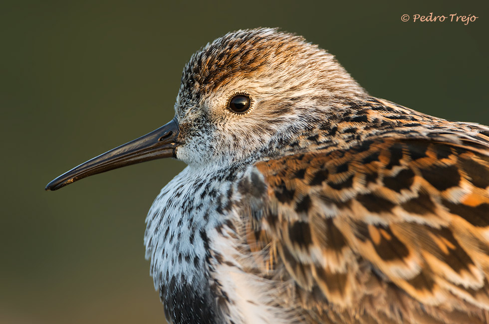 Correlimos común ( Calidris alpina )